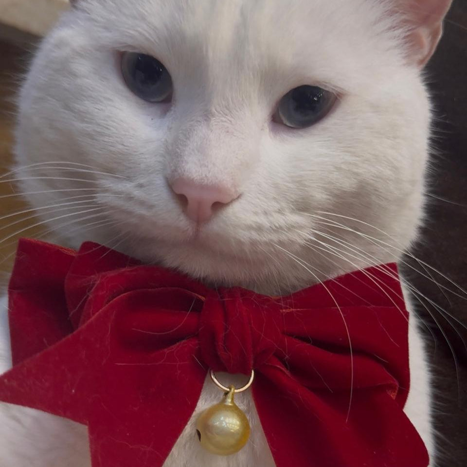 RED BOW